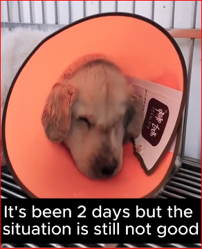 M1511037_dog was a.bu.sed by its owner foe years Thanks_part2