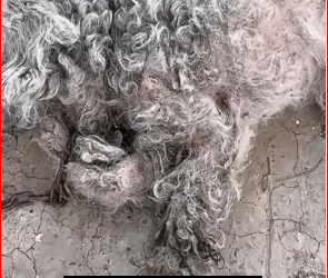 M1511038_Thanks saving baby #PetsOfTikTok #animals #respect #r…_part2