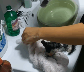 M1511040_girl rescue poor kitten she is decided to adopt it #anim…_part2