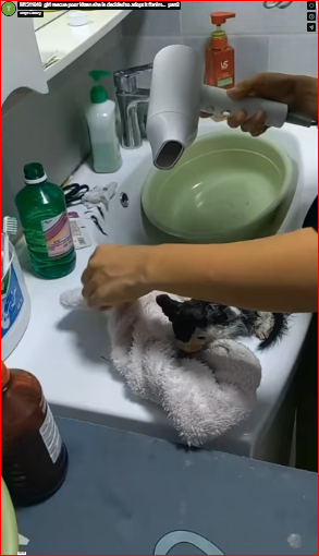 M1511040_girl rescue poor kitten she is decided to adopt it #anim…_part2