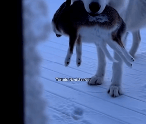 M1511041_Helped Wolf Rescue Her Pup See What Happens Next #fyp #Wolf #an…_part2