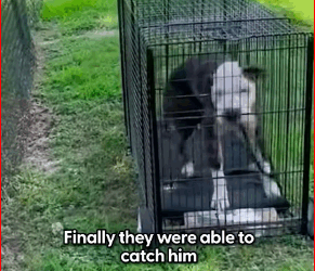 M1511043_Tripod Dog Kept Dodging Traffic Until One Car Finally Stopped #dog #d…_part2