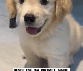 M1511046_saw small dog tied to an iron post. Its paws nose were bound_part2