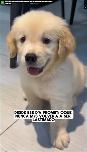 M1511046_saw small dog tied to an iron post. Its paws nose were bound_part2