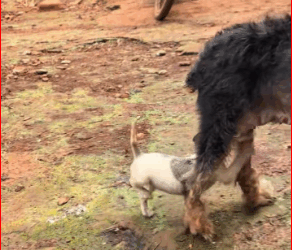 M1511047_Although have many dogs at home, looking at little dog eyes_part2