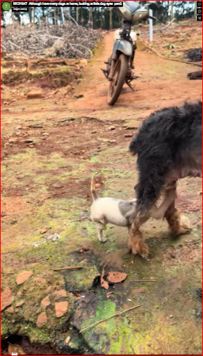 M1511047_Although have many dogs at home, looking at little dog eyes_part2