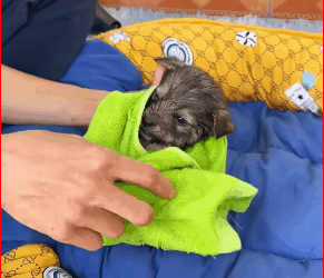 M1511049_Rescue puppy #rescue #animals #rescueanimals #rescuedog #puppy #pup…_part2