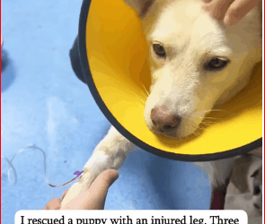 M1511048_rescued puppy an injured leg. Three months later, took her…_part2