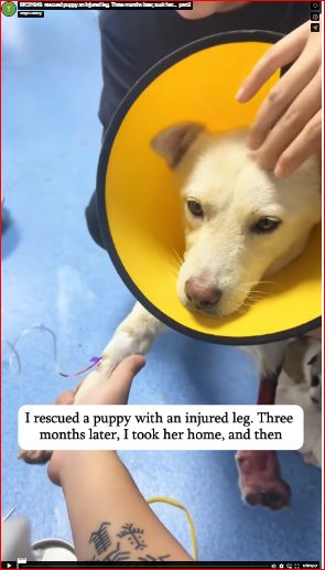 M1511048_rescued puppy an injured leg. Three months later, took her…_part2