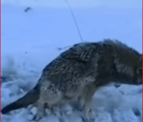 M1511050_Rescue wolf fell into hunter trap then #AnimalR…_part2