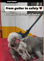 M1511051_parte rescue of an abandoned dog trapped in mud water hole_part2