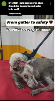 M1511051_parte rescue of an abandoned dog trapped in mud water hole_part2