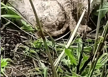 M0111005_#dog #poordog #rescuedog #dogvideos _part2