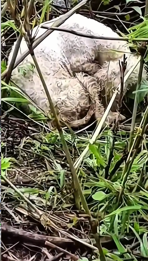 M0111005_#dog #poordog #rescuedog #dogvideos _part2