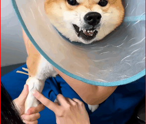 M1511053_My heart broke when we found dog trapped on fence here ho…_part2