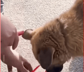 M1511054_disabled stray dog crawled all his strength, fighting to sur…_part2