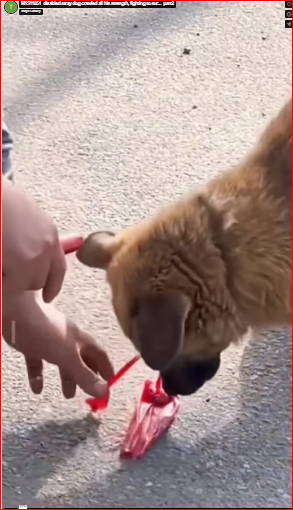 M1511054_disabled stray dog crawled all his strength, fighting to sur…_part2