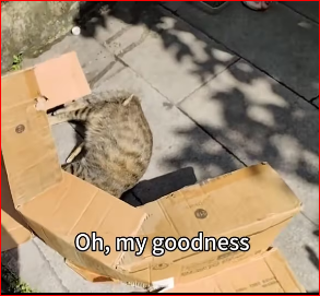 M1511057_very smooth rescue #savinganimals #animalrescue #animals #cat #stra…_part2