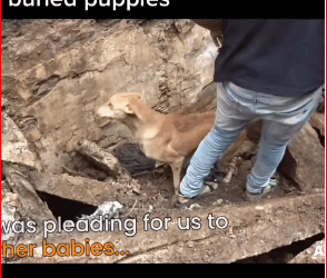 M1511058_Mother dog helps rescuers dig her her buried puppies #rescue #res…_part2