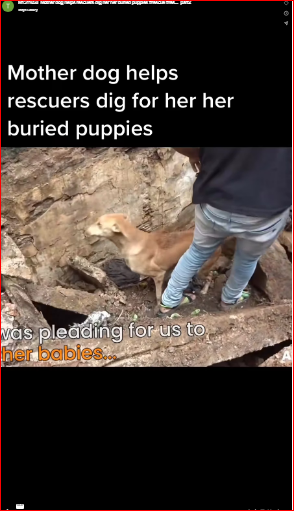 M1511058_Mother dog helps rescuers dig her her buried puppies #rescue #res…_part2