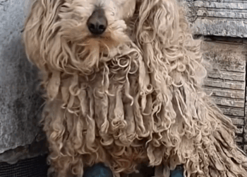 MV1311028_Incredible Dog Grooming Transformation #rescue #rescuedog #dog #asmr_part2