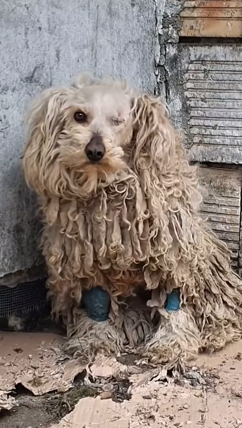 MV1311028_Incredible Dog Grooming Transformation #rescue #rescuedog #dog #asmr_part2