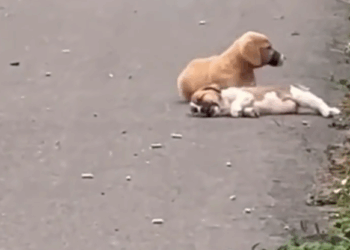 M1511034_Poor Dog_part2