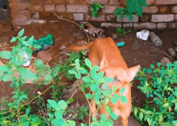 M1911001 Puppy Trapped Under Mud After Heavy Rain Tiny Life Under Mud part2