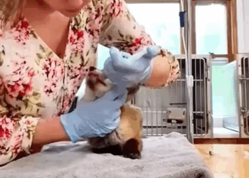 M1911002 couple rescued baby fox was trapped in milk carton part2