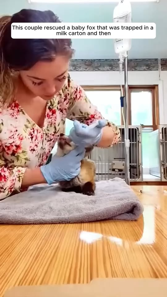 M1911002 couple rescued baby fox was trapped in milk carton part2