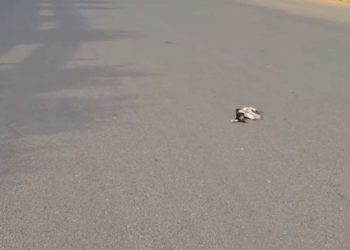 M0111029_Slow down your driving friends, everyone’s life is equal🙏😭_part2