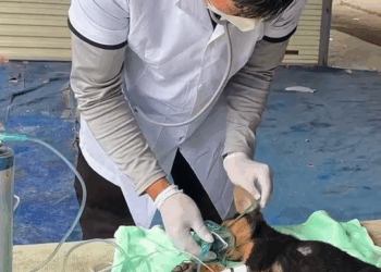 M1911003 Rescue dog about to die eating pesticide part2