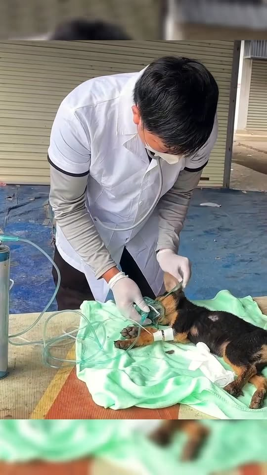 M1911003 Rescue dog about to die eating pesticide part2