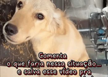 M1911004 pobre cachorro #HistóriaReal #NovaChance #ResgateDeCachorro part2