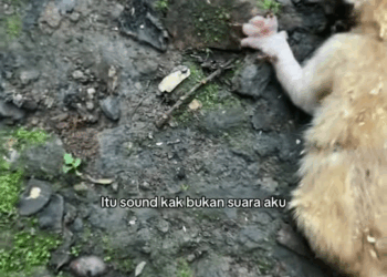 M1911005 Membalas @Mochamad Jamil aku geh mau nngs liatnya part2