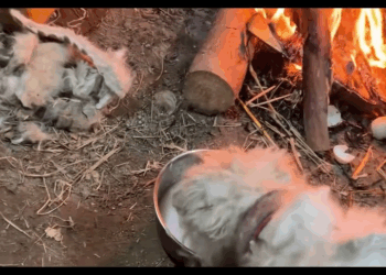M1911006 While cleaning up an abandoned woodlot in woods, man heard cr