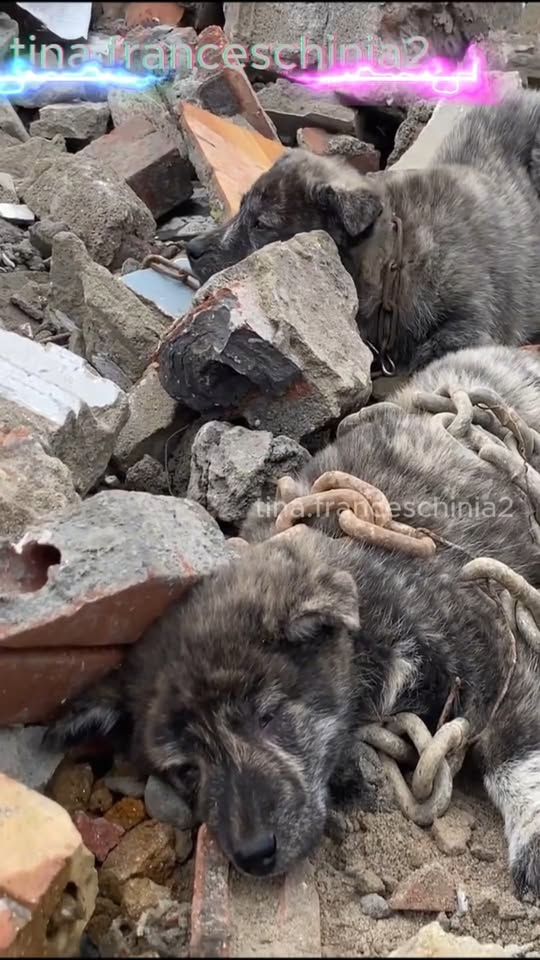 M1911007 Two poor dogs were abandoned on side of road, their bodies ti