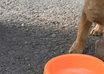 M1911008 saw poor dog stuck in net who knows how long