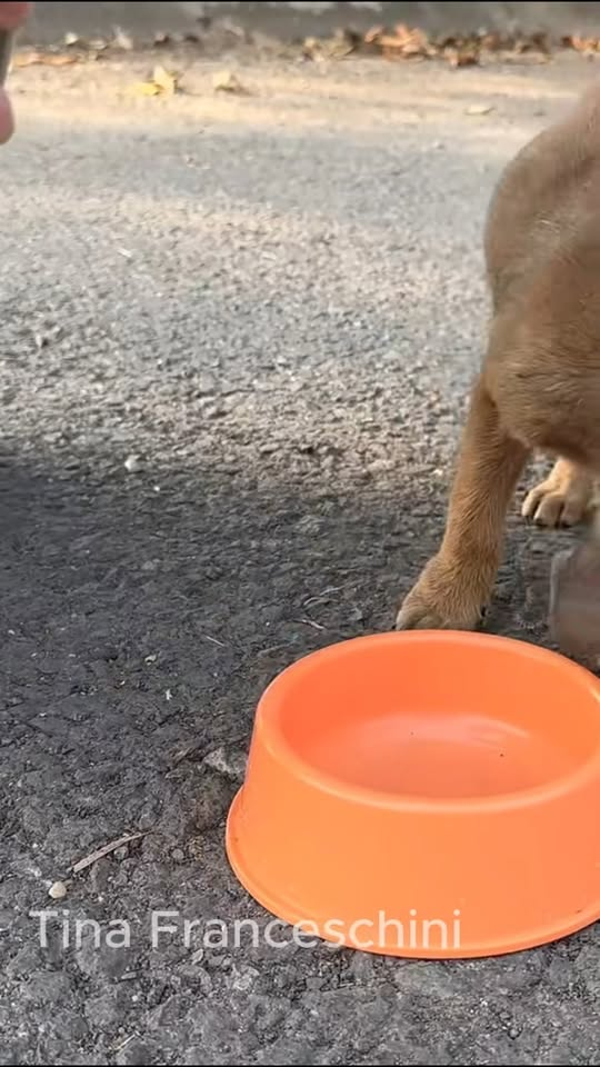 M1911008 saw poor dog stuck in net who knows how long