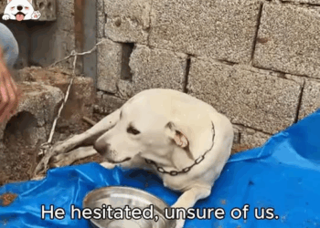 M1911009 He Was Left Behind Now He Thrives