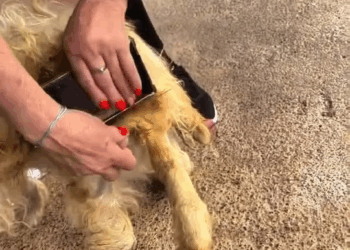 M1911010 Tem gente que parece anjos né pessoal Vejam este vídeo até fim surpreenda se part2