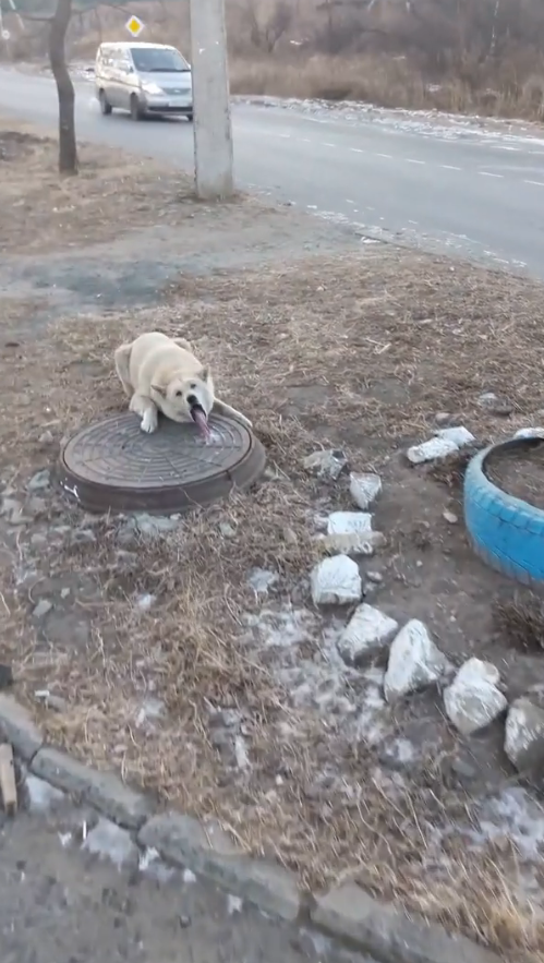 MV2011 Man Frees Dog Tongue Stuck in Frozen Manhole Warm Water in cᴑmments Beautiful Earth part1