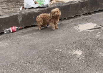 M0111025_Esse anjinho finalmente vai estár em um lar feliz🐶🐕 Créditos do vídeo @amanda_reis9 #petscao #amor #pet #pets #cachor_part2