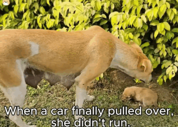 M1911013 Four Lives Saved part 2