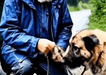 M1911014 Kind Man Saves Mother Caucasian Shepherd Dog Her Puppy #animals #rescue #wildlife PawRescue part2