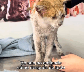 M1911015 UNA SEGUNDA OPORTUNIDAD PARA ANTONIO Antonio fue lanzado de un a part 2