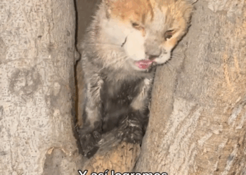 M1911016 parte rescue of an abandoned tied up dog #heroesrescuedog part2