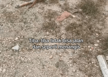 M1911017 Ada yang tau penyebabnya dan cara ngatasi #adopsianabul #anabulsakit part2