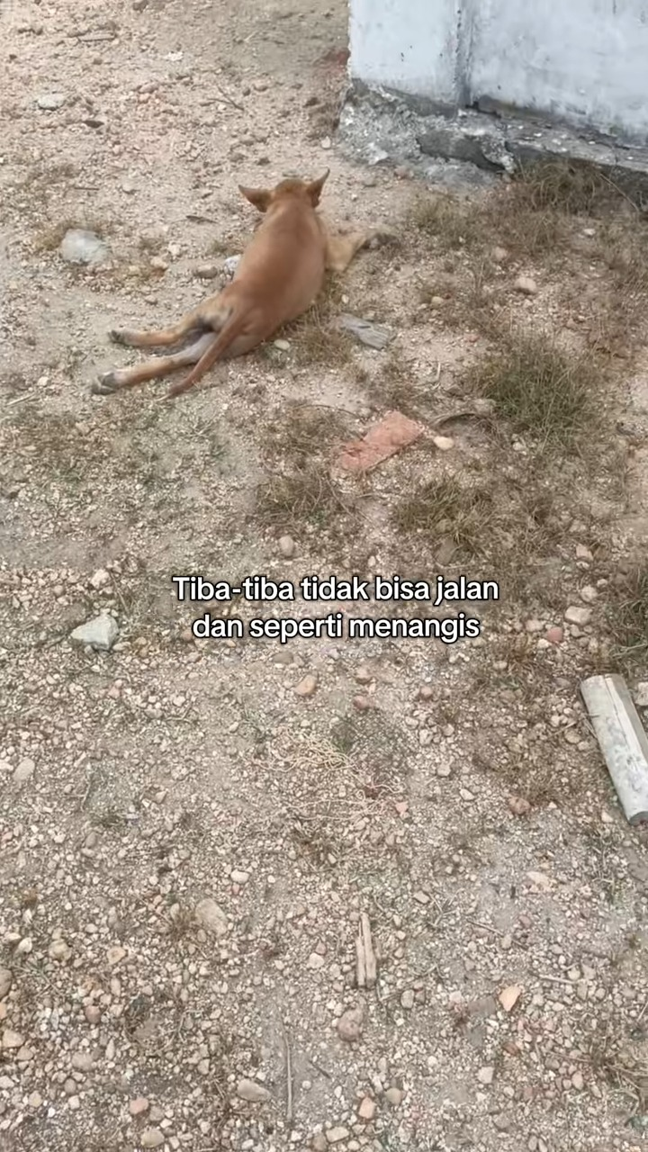 M1911017 Ada yang tau penyebabnya dan cara ngatasi #adopsianabul #anabulsakit part2