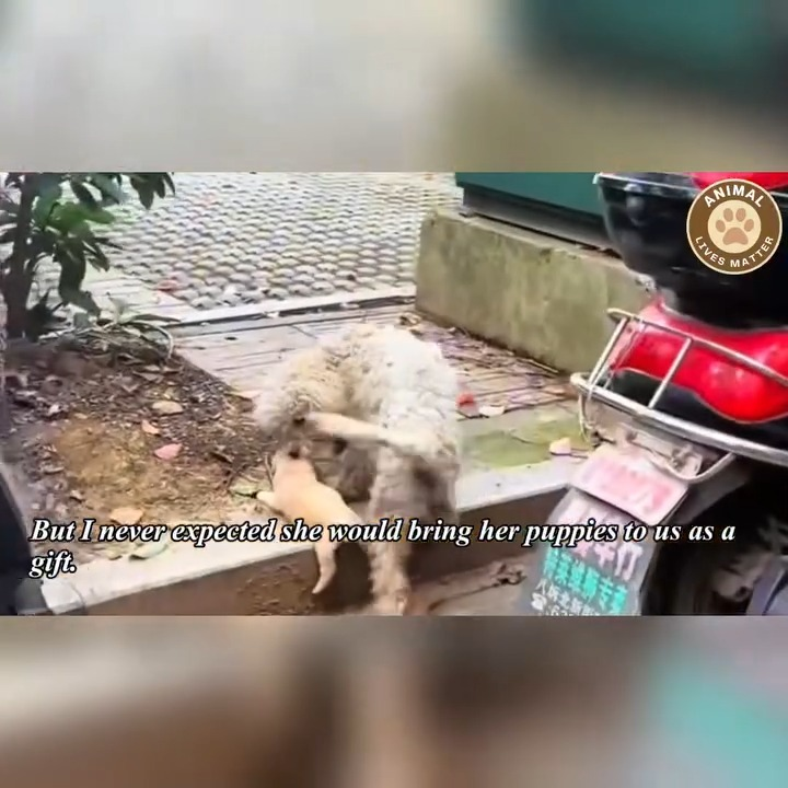 M1911019 Mother Love Saving Her Baby Cruel World part2